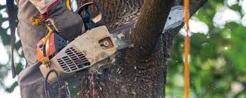 Best Utility Line Clearance  in High Ridge, MO
