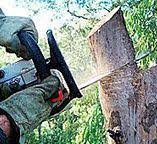 Best Tree Risk Assessment  in High Ridge, MO