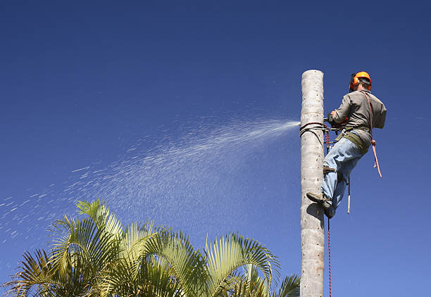 How Our Tree Care Process Works  in  High Ridge, MO