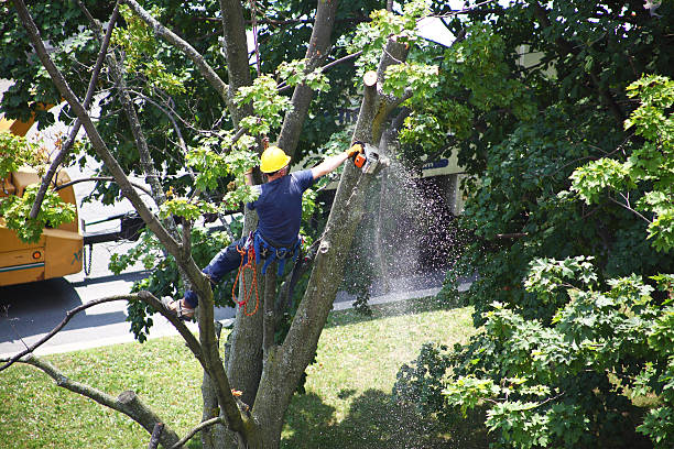 Best Pest Control for Lawns  in High Ridge, MO